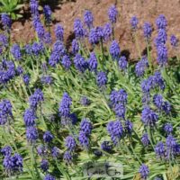 Muscari armeniacum -kobarhüatsint 2