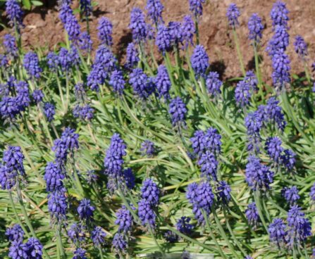 Muscari armeniacum -kobarhüatsint 2