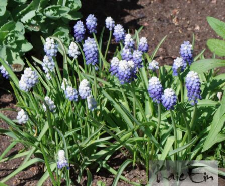 Muscari armeniacum -kobarhüatsint 3