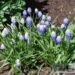 Muscari armeniacum -kobarhüatsint 3