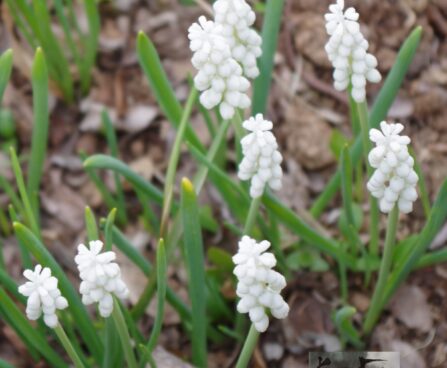 Muscari botryoides-Album- har. kobarhüatsint