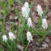 Muscari botryoides-Album- har. kobarhüatsint