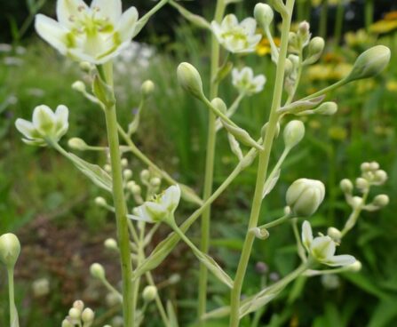 Anticlea elegans-kribulill