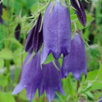 Campanula punctata - täpitud kellukas ´