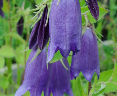 Campanula punctata - täpitud kellukas ´