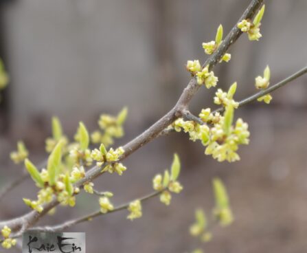 Lindera benzoin-bensoelindera