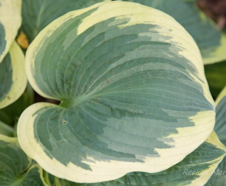 1787_8537_Hosta_American_Halo_.JPG