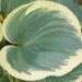 1787_8537_Hosta_American_Halo_.JPG