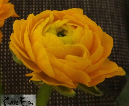 Ranuculus-aasia tulikas