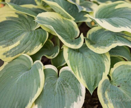 1787_8538_Hosta_American_Halo__3.JPG