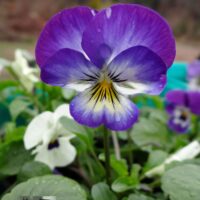 Viola cornuta-sarvkannike