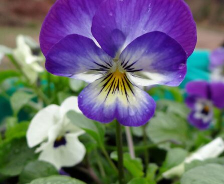 Viola cornuta-sarvkannike