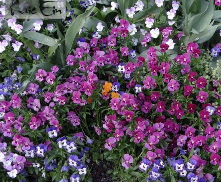 viola cornuta-sarvkannike21