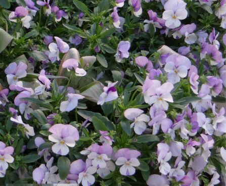 viola cornuta-sarvkannike