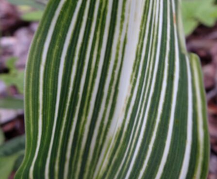 Convallaria majalis-maikelluke