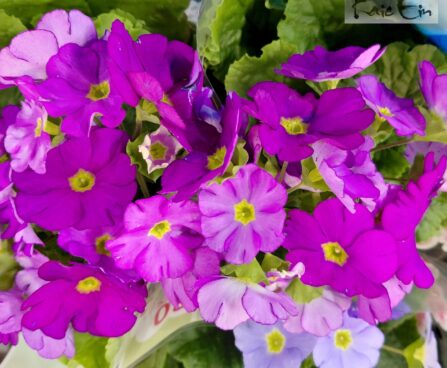 Primula obconica-kuhikpriimula2