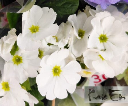 Primula obconica-kuhukpriimula