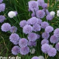 Allium schoenoprasum-murulauk