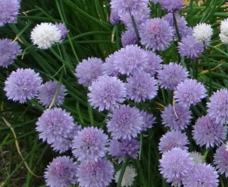 Allium schoenoprasum-murulauk
