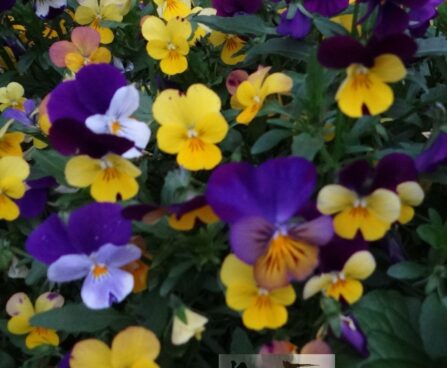 viola cornuta-sarvkannike mix