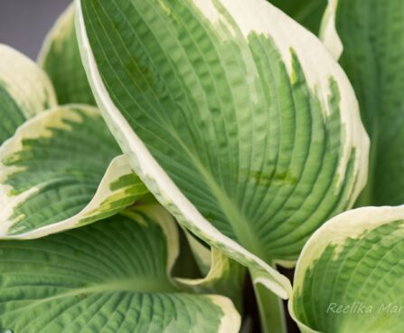 1788_8220_Hosta_Barbara_Ann_.JPG