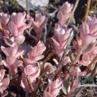 sedum´Pinky Grey