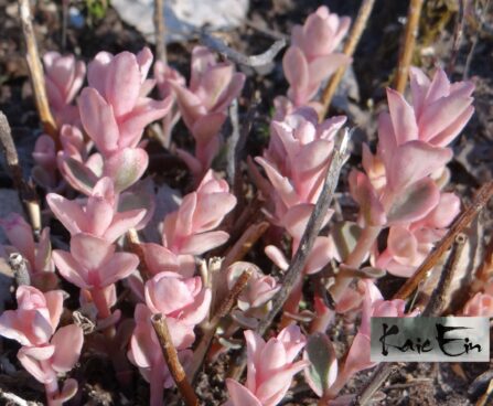 sedum´Pinky Grey