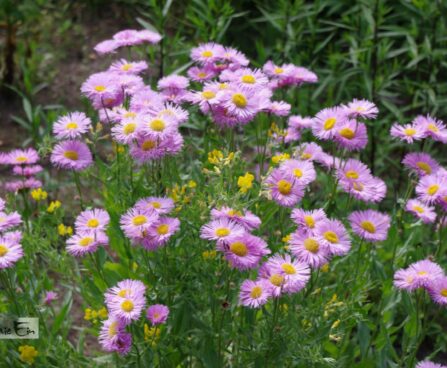 Erigeron ×hybridus-õnnehein roosa