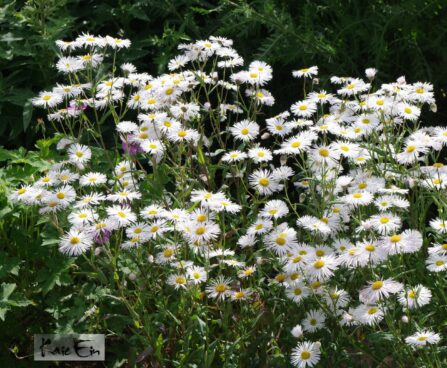 Erigeron ×hybridus-õnnehein valge