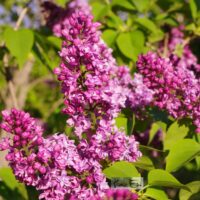 Syrnga vulgaris `Jaanika` harilik sirel