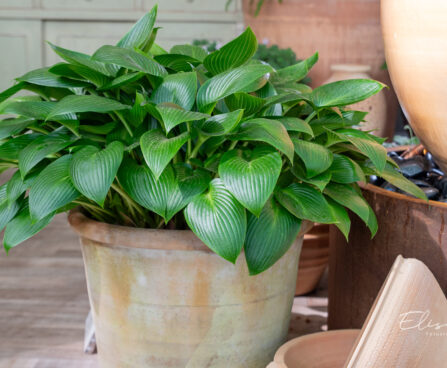 Hosta `Devon Green` (1)