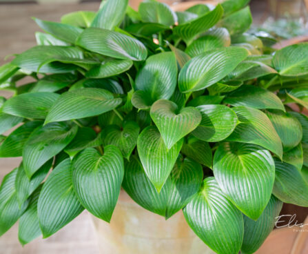 Hosta `Devon Green` (2)