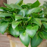 Hosta `Devon Green` (3)