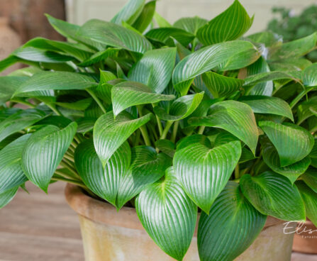 Hosta `Devon Green` (3)