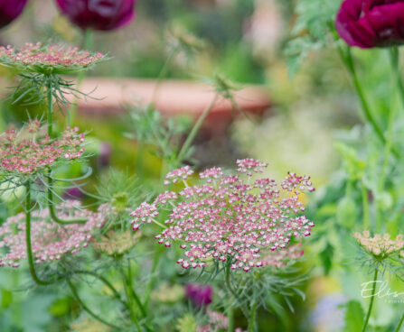 Daucus carota `Dara` metsporgand (1)