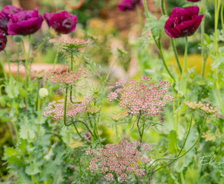 Daucus carota `Dara` metsporgand (2)