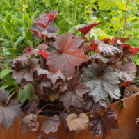 Heuchera `Palace Purple` helmikpööris
