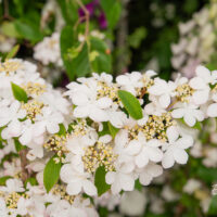 Viburnum plicatum karvane lodjapuu