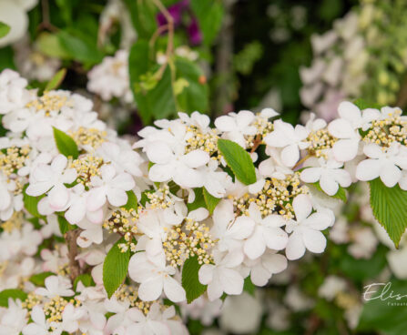 Viburnum plicatum karvane lodjapuu
