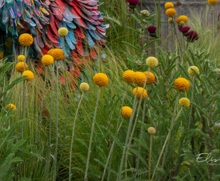 Craspedia globosa kerajas varblill