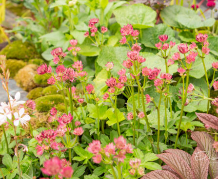Astrantia major suur tähtputk