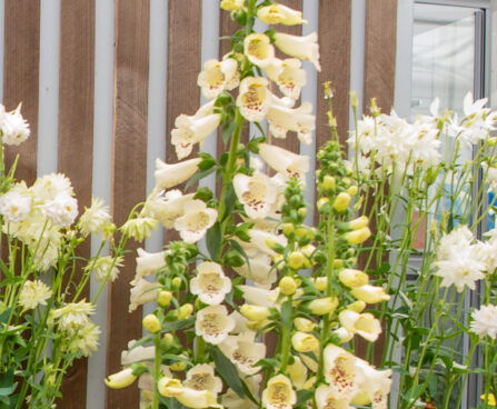 Digitalis purpurea, verev sõrmkübar