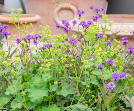 Alchemilla mollis `Auslese` pehme kortsleht Verbena bonariensis raudürt