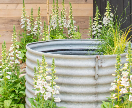 Digitalis sõrmkübar