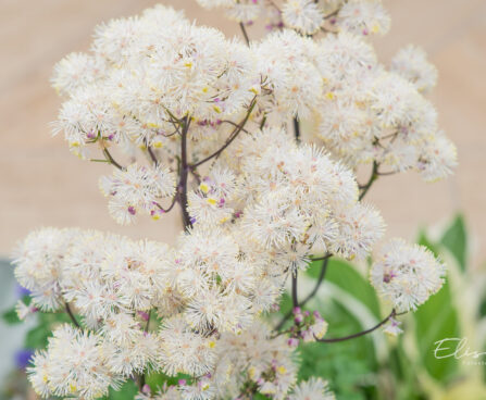 Thalictrum aquilegifolium - kurekell ängelhein (1)