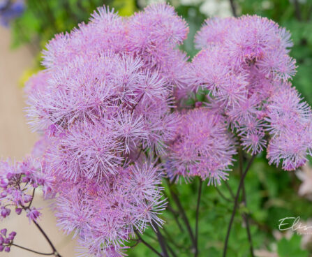 Thalictrum aquilegifolium - kurekell ängelhein (2)