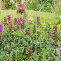 Baptisia `Chocolate Chip` baptiisia