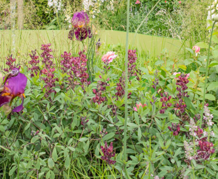 Baptisia `Chocolate Chip` baptiisia