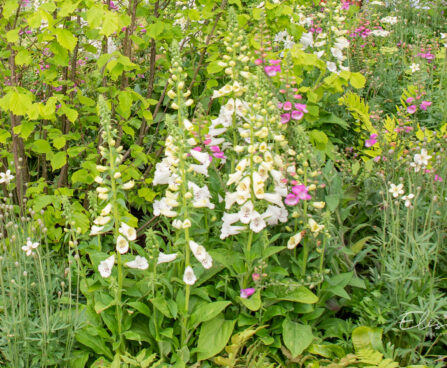 Digitalis, sõrmkübar (3)