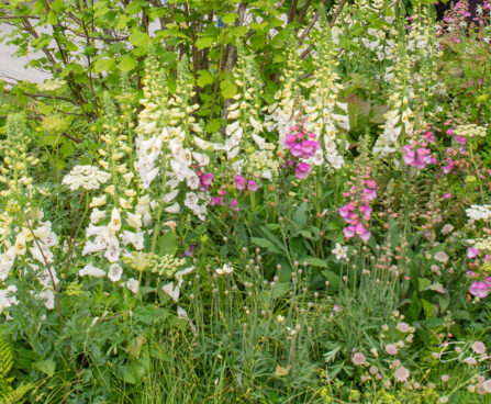 Digitalis, sõrmkübar (1)